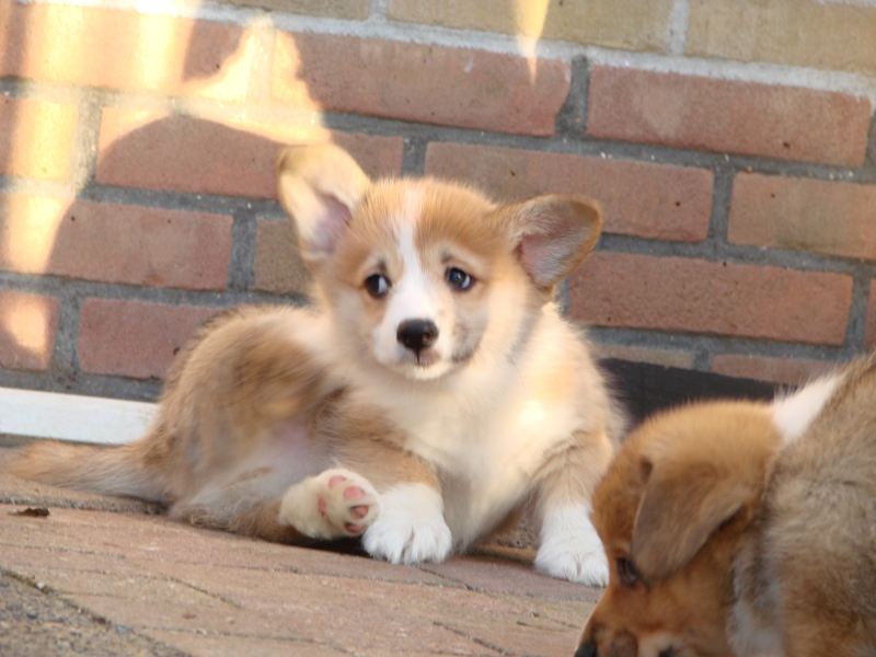Puppies